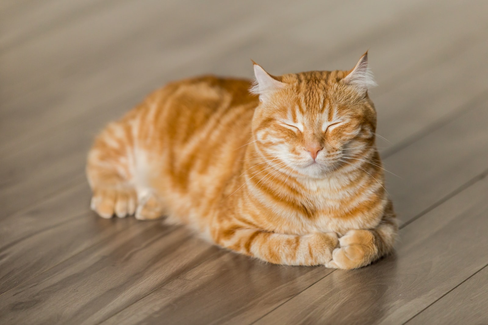 chat indépendant